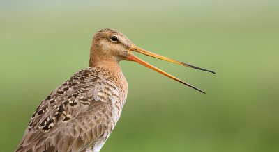 Grutto (Black-tailed Godwit)