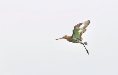 Grutto (Black-tailed Godwit)