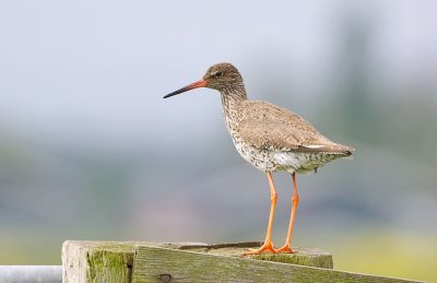 Tureluur (Common Redshank)