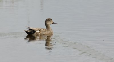 Krakeend (Gadwall)