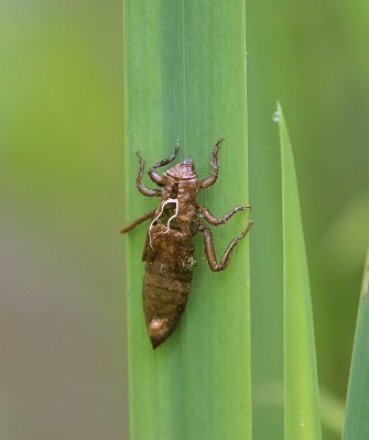 Beekrombout (Gomphus vulgatissimus) - Common clubtail 