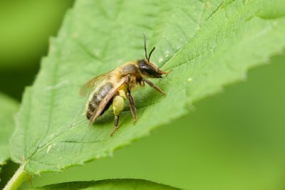 Honingbij (Apis mellifera) - European Honey Bee