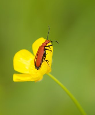 Roodkopvuurkever (Pyrochroa serraticornis) 