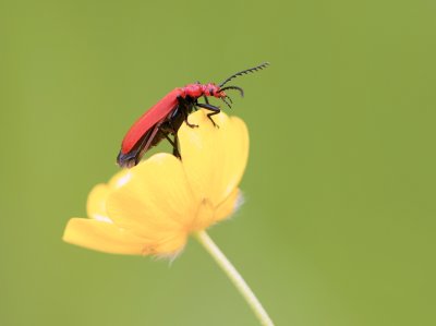 Roodkopvuurkever (Pyrochroa serraticornis) 