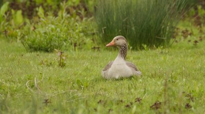Grauwe Gans (Greylag Goose)