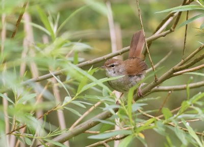 Cetti's Zanger (Cetti's Warbler)