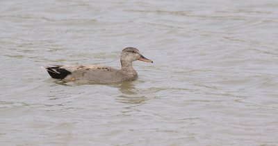 Krakeend (Gadwall)