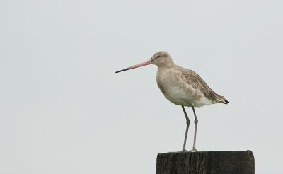 Grutto (Black-tailed Godwit)