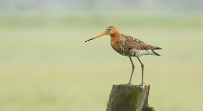 Grutto (Black-tailed Godwit)