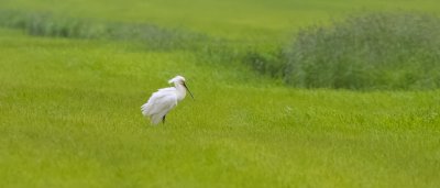 Lepelaar (Eurasian Spoonbill)