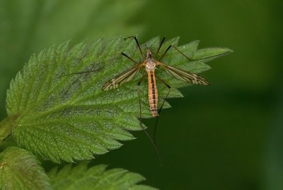 Tipula vernalis