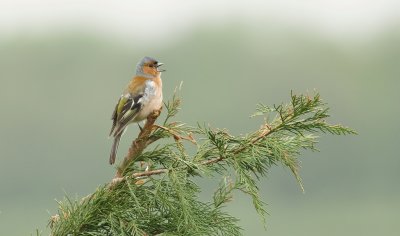 Vink (Common Chaffinch)