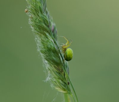 Groen Kaardertje (Nigma walckenaeri)