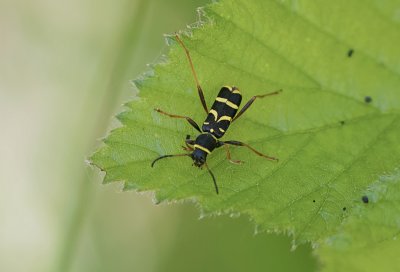 Kleine Wespenboktor (Clytus arietis) - Wasp Beetle