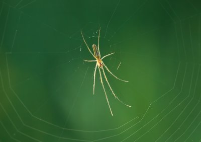Strekspin sp. (Tetragnathidae sp.) - Long-jawed Spider sp.