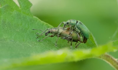 Groene Bladsnuitkever (Phyllobius pomaceus) - Nettle Weevil