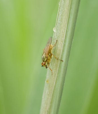 Strontvlieg (Scathophaga stercoraria) - Yellow Dung Fly