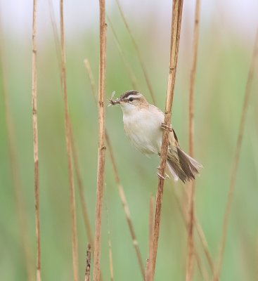 Rietzanger (Sedge Warbler)