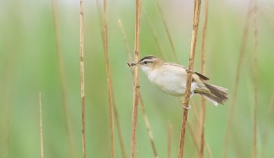 Rietzanger (Sedge Warbler)