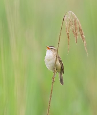 Rietzanger (Sedge Warbler)