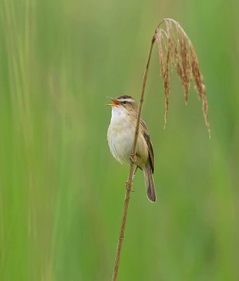 Rietzanger (Sedge Warbler)