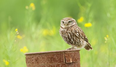 Steenuil (Little Owl)