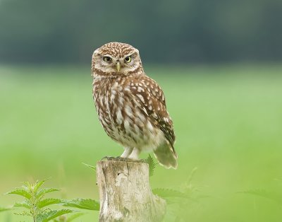 Steenuil (Little Owl)