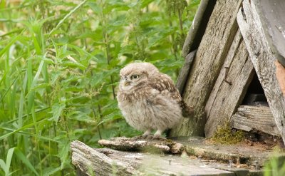 Steenuil (Little Owl)