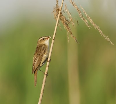 Rietzanger (Sedge Warbler)