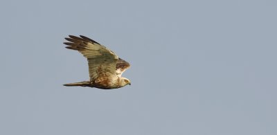 Bruine Kiekendief (Marsh Harrier)