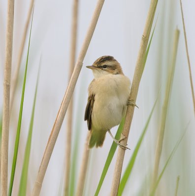 Rietzanger (Sedge Warbler)