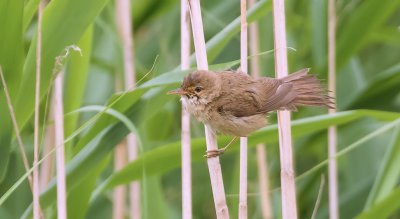 Kleine Karekiet (Eurasian Reed Warbler)