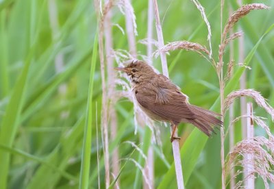 Kleine Karekiet (Eurasian Reed Warbler)