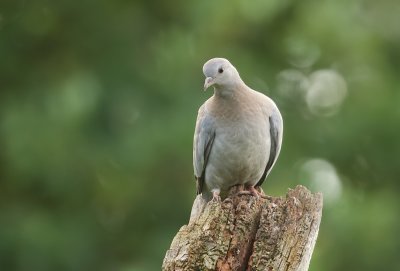 Holenduif (Stock Dove)