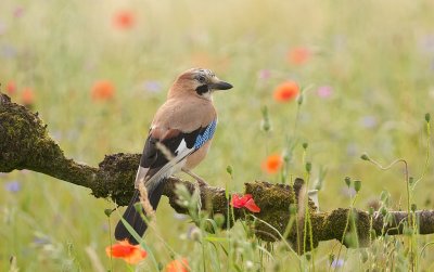 Gaai (Eurasian Jay)