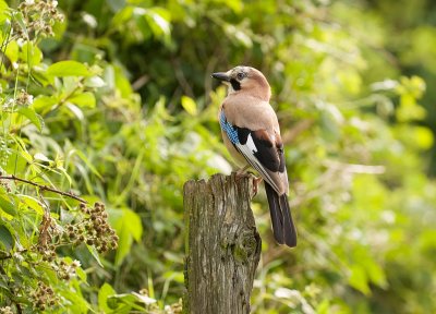 Gaai (Eurasian Jay)