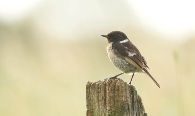 Roodborsttapuit (Eurasian Stonechat)