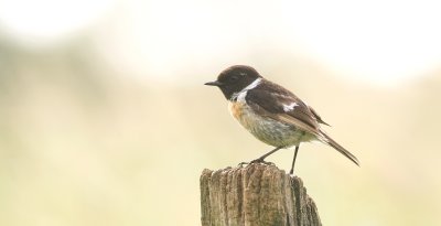 Roodborsttapuit (Eurasian Stonechat)