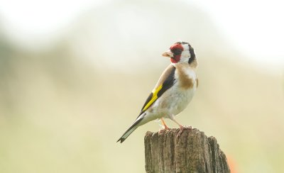 Putter (European Goldfinch)