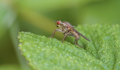 Strontvlieg (Scathophaga stercoraria) - Yellow Dung Fly