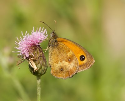 Oranje Zandoogje (Pyronia tithonus) - Gatekeeper 