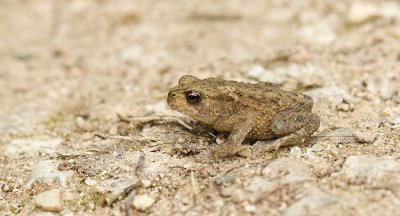 Gewone Pad (Common Toad)