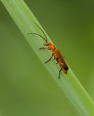 Kleine Rode Weekschildkever (Rhagonycha fulva) - Common Red Soldier Beetle