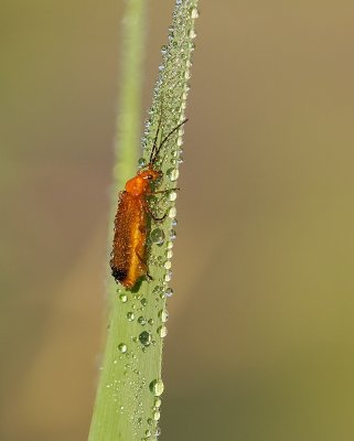 Kleine Rode Weekschildkever (Rhagonycha fulva) - Common Red Soldier Beetle