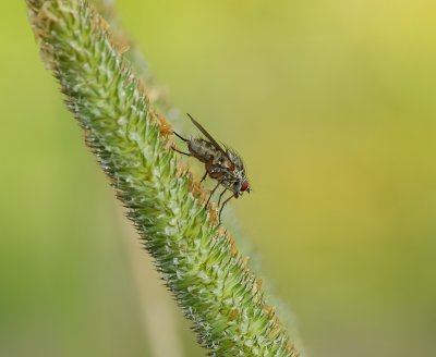 Bloemvlieg sp. (Anthomyiidae sp.) - Muscoidea fly