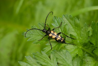 Vierbandsmalbok (Leptura quadrifasciata) - Longhorn Beetle
