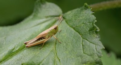 Krasser (Chorthippus parallelus) - Meadow Grasshopper