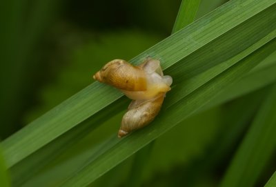 Barnsteenslak (Succinea putris)