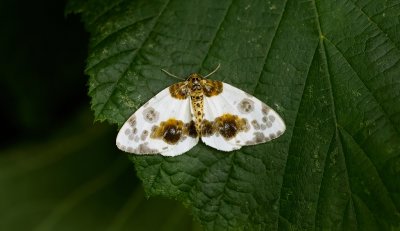 Porseleinvlinder (Abraxas sylvata, syn. Calospilos sylvata) - Clouded Magpie 