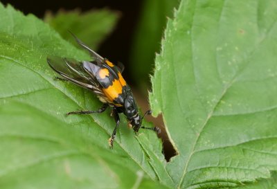 Gewone Doodgraver (Nicrophorus vespilloides)